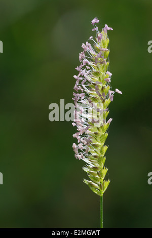 Ein Crested Dogs-Tail Grass (Cynosurus Cristatus) Blumen auf Collard Hügel, Somerset Stockfoto