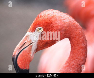 Flamigo schönes Porträt auf einem dunklen Hintergrund Stockfoto