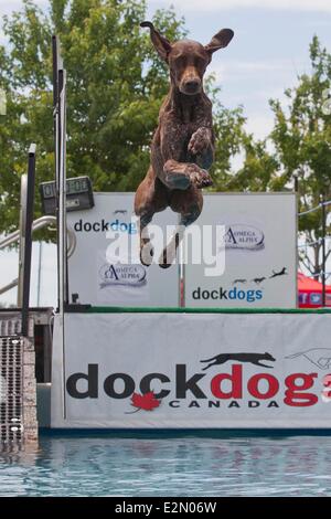 Toronto, Kanada. 21. Juni 2014. Ein Hund taucht in einem Pool während der 2014 DockDogs Qualifikation WM 2014 Waterfront Festival in Toronto, Kanada, 20. Juni 2014. Der dreitägige Wettbewerb zog über 130 Hunde mit ihren Besitzern aus Kanada und den Vereinigten Staaten. Bildnachweis: Xinhua/Alamy Live-Nachrichten Stockfoto