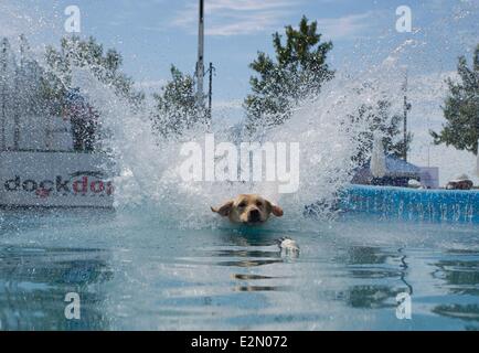 Toronto, Kanada. 21. Juni 2014. Ein Hund taucht in einem Pool während der 2014 DockDogs Qualifikation WM 2014 Waterfront Festival in Toronto, Kanada, 20. Juni 2014. Der dreitägige Wettbewerb zog über 130 Hunde mit ihren Besitzern aus Kanada und den Vereinigten Staaten. Bildnachweis: Xinhua/Alamy Live-Nachrichten Stockfoto