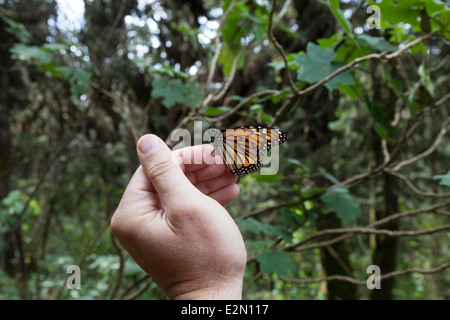 Monarchfalter auf die Hand eines Mannes an der Monarchfalter Biosphärenreservat in Cerro Pelon Stockfoto
