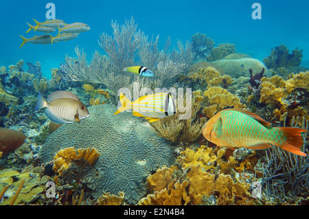 Unterwasserlandschaft in einem gesunden Korallenriff mit bunten tropischen Fischen Stockfoto