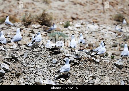 Rutog, China Tibet autonome Region. 20. Juni 2014. Vögel haben eine Pause auf einer Vogelinsel am Banggong Lake Nationalpark Forstwirtschaft in Rutog County, Südwest-China Tibet autonome Region, 20. Juni 2014. © Fan Shihui/Xinhua/Alamy Live-Nachrichten Stockfoto