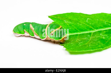 Grüne Raupe Blatt Essen. Stockfoto