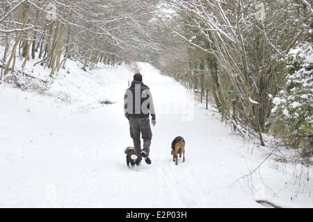 Unter Ausnutzung des Schnees in Wendover Wald wo Dogwalker: Buckinghamshire, England, Vereinigtes Königreich bei: 19. Januar 2013 Cr Stockfoto