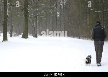 Unter Ausnutzung des Schnees in Wendover Wald wo Dogwalker: Buckinghamshire, England, Vereinigtes Königreich bei: 19. Januar 2013 Cr Stockfoto