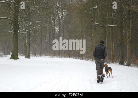 Unter Ausnutzung des Schnees in Wendover Wald wo Dogwalker: Buckinghamshire, England, Vereinigtes Königreich bei: 19. Januar 2013 Cr Stockfoto