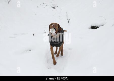 Unter Ausnutzung des Schnees in Wendover Wald wo Dogwalker: Buckinghamshire, England, Vereinigtes Königreich bei: 19. Januar 2013 Cr Stockfoto