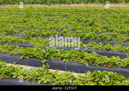 Reihen von Erdbeerpflanzen wachsen auf einem Bauernhof Stockfoto