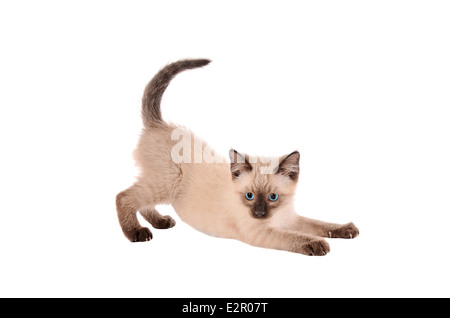 Eine siamesische Katze erstreckt sich auf einem weißen Hintergrund Stockfoto