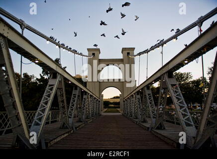 Waco, Texas, USA. 12. November 2013. Vögel fliegen über die Hängebrücke in Waco in Waco, Texas. 475 Fuß Brücke über der Brazos River 1869 eröffnete. © Ashley Landis/ZUMA Wire/ZUMAPRESS.com/Alamy Live-Nachrichten Stockfoto