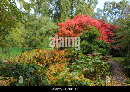 Herbstfarben im Garten zündeten Arboretum, neben den historischen Markt Stadt von Moreton-in-Marsh in Cotswolds. Stockfoto