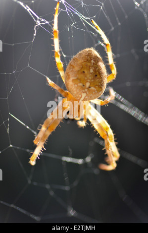 Kreuzspinne, aka Cross Spider (Araneus Diadematus) Stockfoto