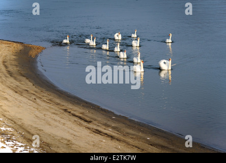 Schwäne auf Donau (Nagymaros) Stockfoto