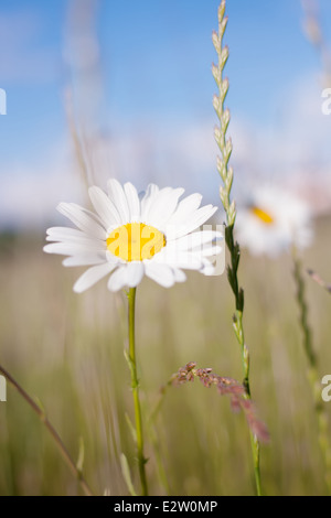 Matricaria-Kamille, auch Kamille genannt (auch buchstabierte Kamille). Вaisy. Stockfoto