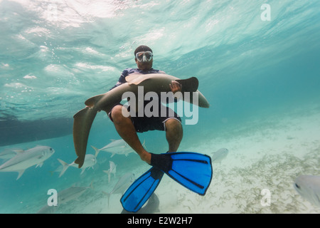 Gelähmten Ammenhai statt in Armen Taucher im offenen Ozean vor der Küste von Belize Stockfoto