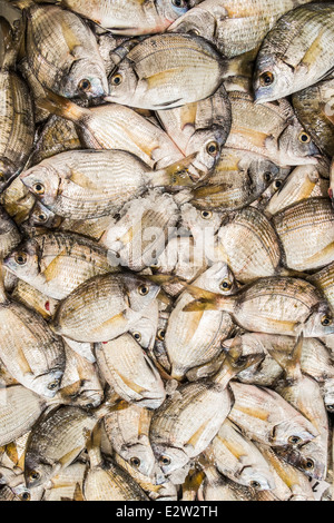 Vergoldung-Kopf Brassen an einen Fisch stall in der Markthalle von Loulé, Algarve, portugal Stockfoto