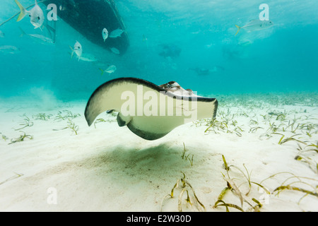 Der Sting Ray Unterbauch entlang Meeresboden Schwimmen unter Wasser Nahaufnahme Stockfoto