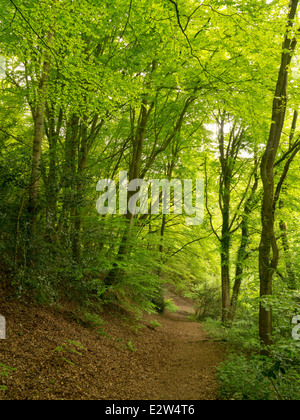 Footpath through woodland at Whitcliffe, Ludlow, Shropshire Stockfoto
