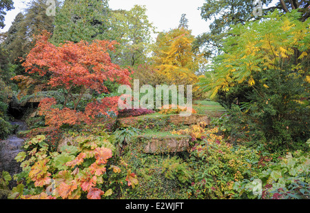 Herbstfarben im Garten zündeten Arboretum, neben den historischen Markt Stadt von Moreton-in-Marsh in Cotswolds. Stockfoto