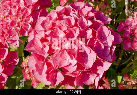 sehr schöne rote Hortensie in voller Blüte Stockfoto