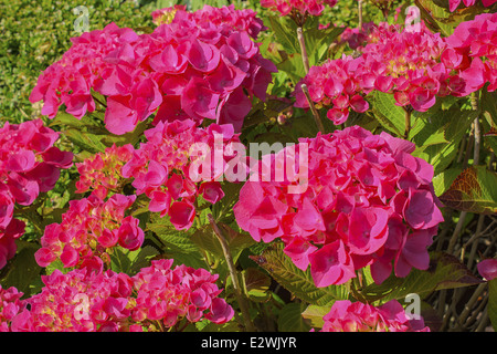 sehr schöne rote Hortensie in voller Blüte Stockfoto