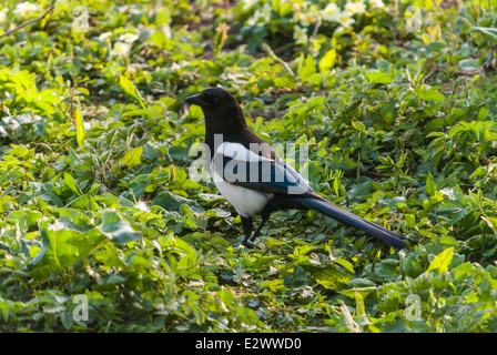 Die eurasischen Elster, Europäische Elster oder gemeinsame Elster, Pica Pica. Stockfoto