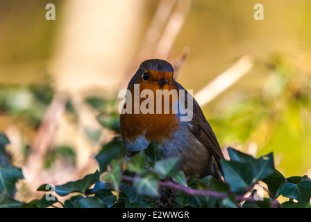 Das Rotkehlchen, Robin, Erithacus Rubecula, im Schatten. Stockfoto