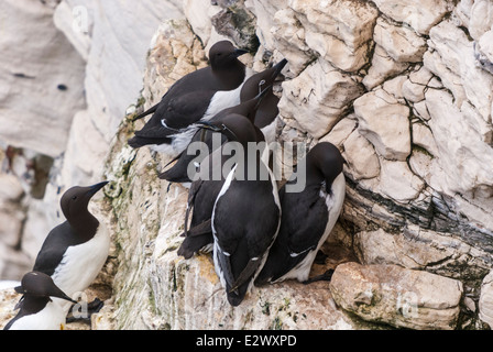 Gemeinsamen Trottellummen und zwei in gezügelten Form auf den Klippen am Bempton Klippen, North Yorkshire, England Stockfoto