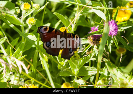 Ein Blick auf das Tagpfauenauge, Aglais Io, im Schatten Stockfoto