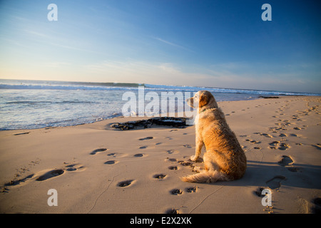 Golden Retriever zu warten, denn es hat Besitzer am Strand während er surft Stockfoto