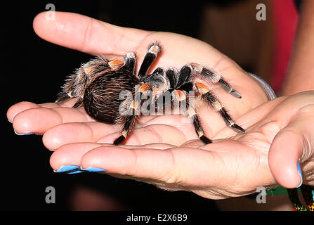 28. Jahrestagung der Disco & Bar und Trade Show im Las Vegas Convention Center Featuring: Atmosphäre wo: Las Vegas, Nevada, USA bei: 20. März 2013 Stockfoto