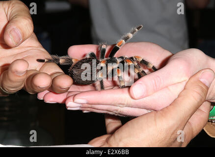 28. Jahrestagung der Disco & Bar und Trade Show im Las Vegas Convention Center Featuring: Atmosphäre wo: Las Vegas, Nevada, USA bei: 20. März 2013 Stockfoto