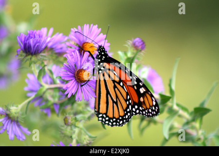 Ein Monarchschmetterling ruht auf einer New England Aster Blume. Monarchen spielen eine entscheidende Rolle bei der Bestäubung, unterstützen die Artenvielfalt und tragen zur Gesundheit der lokalen Ökosysteme bei. Stockfoto