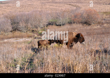 Bisons durchstreifen das weite Grasland von Missouri, eine wichtige Tierart in der Region. Diese großen Säugetiere spielen eine wesentliche Rolle bei der Erhaltung des ökologischen Gleichgewichts der Prärielandschaften. Ihre Präsenz ist ein wesentlicher Bestandteil der Erhaltung von Grünlandökosystemen, insbesondere in Missouri Wildreservaten im Frühjahr und Herbst. Stockfoto