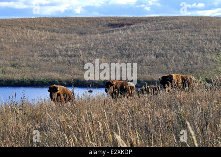 Bisons durchstreifen die Landschaft von Missouri, insbesondere in den Prärien und Grasland. Diese Säugetiere sind eine ikonische Art des Mittleren Westens und ein integraler Bestandteil der ökologischen Gesundheit der Region. Stockfoto