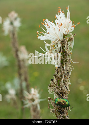 Grüne Wanze, Rose Chafer, Cetonia Aurata auf Lilly Blume Stockfoto