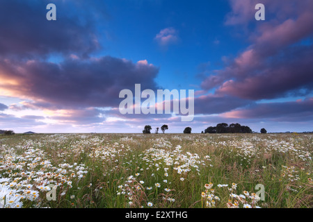 Sonnenuntergang Himmel über Kamille Sommerwiese Stockfoto