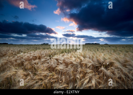 Sonnenuntergang über Gerstenfeld im Sommer Stockfoto