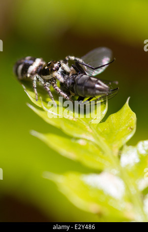 Zebra springen Spinne (Salticus Scenicus) mit fliegen Beute. Stockfoto