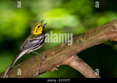 Black-throated grünen Warbler Stockfoto