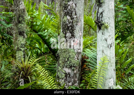 Algen, Moos und Airplant bedeckt Bäume im nördlichen Everglades Lebensraum Floridas Loxahatchee National Wildlife Refuge. Stockfoto