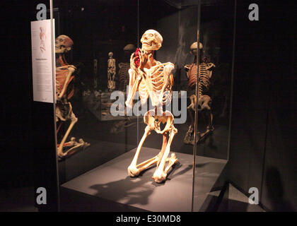 Von Hagens K rperwelten The Original Ausstellung In The Discovery von-hagens-k-rperwelten-the-original-ausstellung-in-the-discovery