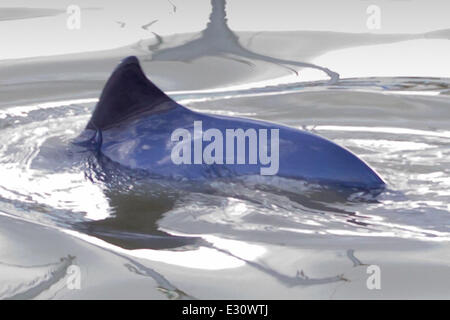 Ein Baby Delphin wurde in der Marina an Gravesend Promenade eingeschlossen.  Das Kind steckt im Hafen und seine Mutter versucht, es aus der Themse zu erhalten. Der Port of London Authority sind anwesend und sie hoffen, es wird zum Schwimmen bei Flut morgen früh Featuring: Dolphin wo: Kent, Großbritannien: 29. April 2013 Stockfoto