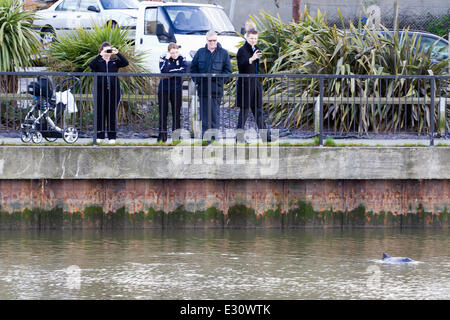 Ein Baby Delphin wurde in der Marina an Gravesend Promenade eingeschlossen.  Das Kind steckt im Hafen und seine Mutter versucht, es aus der Themse zu erhalten. Der Port of London Authority sind anwesend und sie hoffen, dass es wird Schwimmen bei Flut t Stockfoto