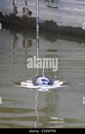 Ein Baby Delphin wurde in der Marina an Gravesend Promenade eingeschlossen.  Das Kind steckt im Hafen und seine Mutter versucht, es aus der Themse zu erhalten. Der Port of London Authority sind anwesend und sie hoffen, es wird zum Schwimmen bei Flut morgen früh Featuring: Dolphin wo: Kent, Großbritannien: 29. April 2013 Stockfoto