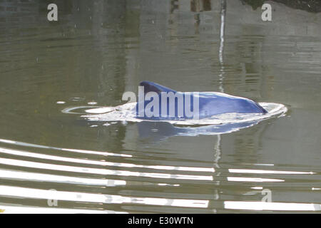 Ein Baby Delphin wurde in der Marina an Gravesend Promenade eingeschlossen.  Das Kind steckt im Hafen und seine Mutter versucht, es aus der Themse zu erhalten. Der Port of London Authority sind anwesend und sie hoffen, es wird zum Schwimmen bei Flut morgen früh Featuring: Dolphin wo: Kent, Großbritannien: 29. April 2013 Stockfoto