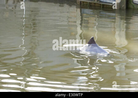 Ein Baby Delphin wurde in der Marina an Gravesend Promenade eingeschlossen.  Das Kind steckt im Hafen und seine Mutter versucht, es aus der Themse zu erhalten. Der Port of London Authority sind anwesend und sie hoffen, dass es wird Schwimmen bei Flut t Stockfoto