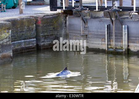 Ein Baby Delphin wurde in der Marina an Gravesend Promenade eingeschlossen.  Das Kind steckt im Hafen und seine Mutter versucht, es aus der Themse zu erhalten. Der Port of London Authority sind anwesend und sie hoffen, es wird zum Schwimmen bei Flut morgen früh Featuring: Dolphin wo: Kent, Großbritannien: 29. April 2013 Stockfoto