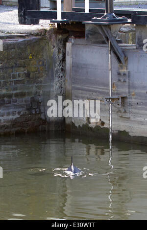 Ein Baby Delphin wurde in der Marina an Gravesend Promenade eingeschlossen.  Das Kind steckt im Hafen und seine Mutter versucht, es aus der Themse zu erhalten. Der Port of London Authority sind anwesend und sie hoffen, dass es wird Schwimmen bei Flut t Stockfoto